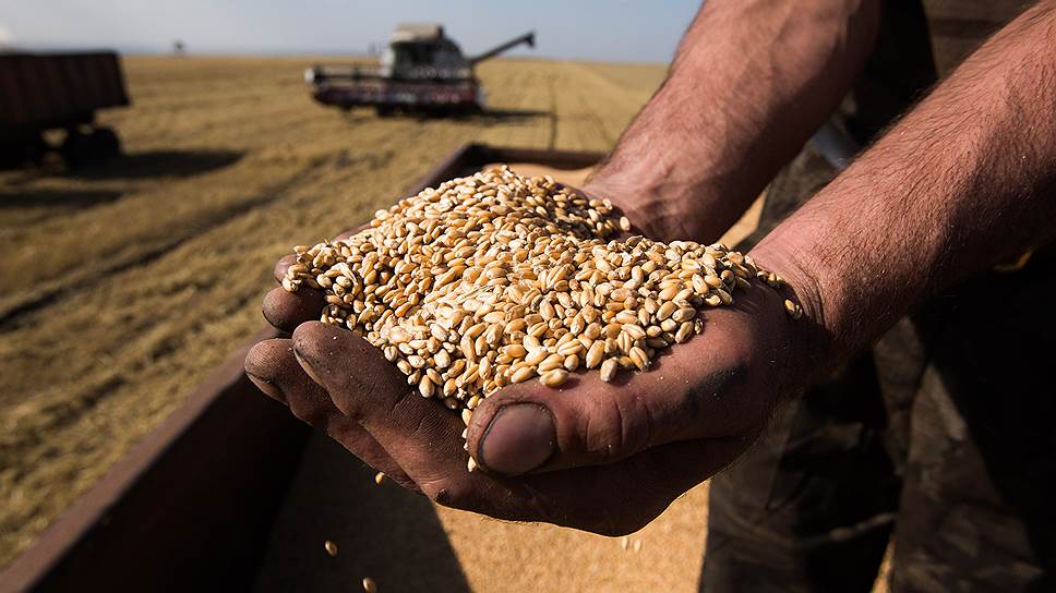 Почему сельское хозяйство в России зависит от импортных семян