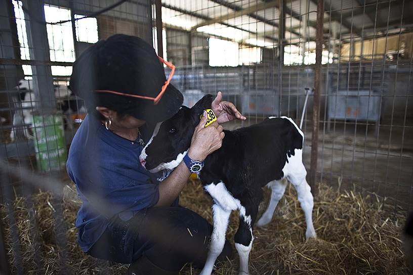 Мясные породы скота в Израиле выращивают только на Голанах: пастбища позволяют
