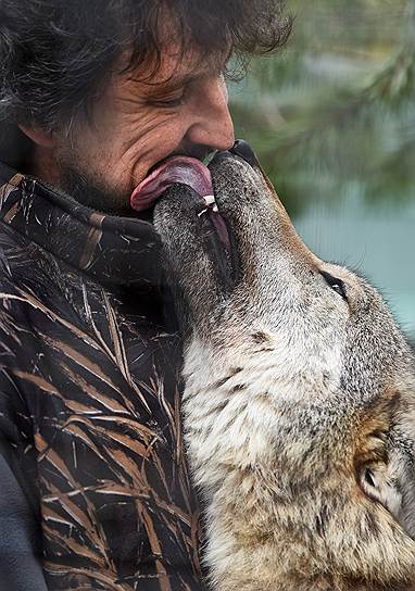 В «Чертоге» уверены: ручных волков не бывает, как и истинно диких, если они живут с человеком 