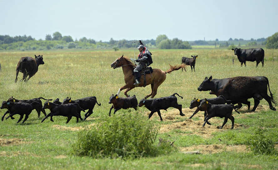 За поголовьем на фермах «Мираторга» следят русские ковбои — они ездят верхом и виртуозно
обращаются с лассо