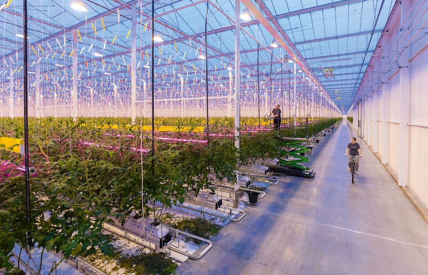 Современные тепличные комплексы от времени года не зависят (на фото — ассимиляционное освещение для выращивания томатов, Нидерланды)