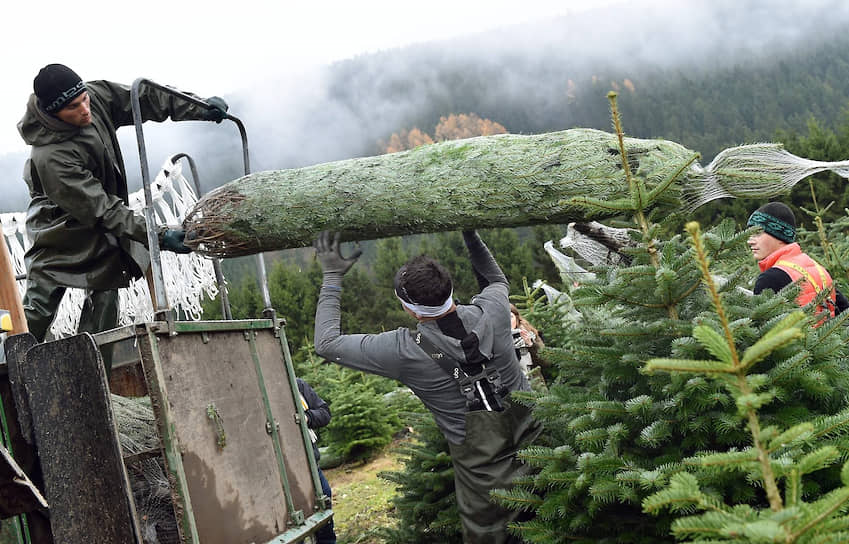 Кавказская пихта считается лучшей живой елкой в Европе