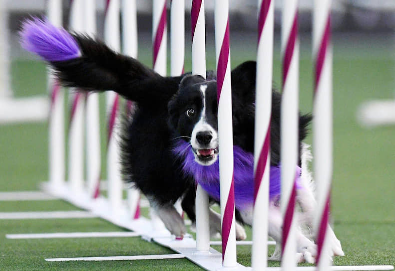 На выставке собак Westminster Kennel Club 2020 в США