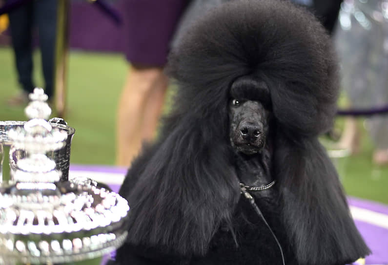 На выставке собак Westminster Kennel Club 2020 в США