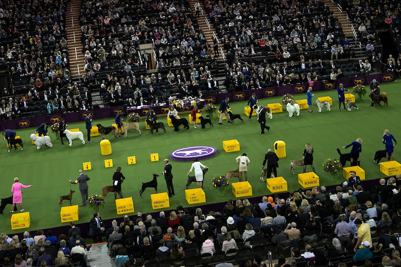 На выставке собак Westminster Kennel Club 2020 в США