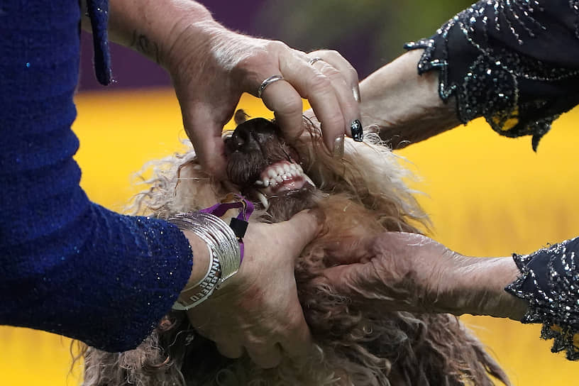 На выставке собак Westminster Kennel Club 2020 в США