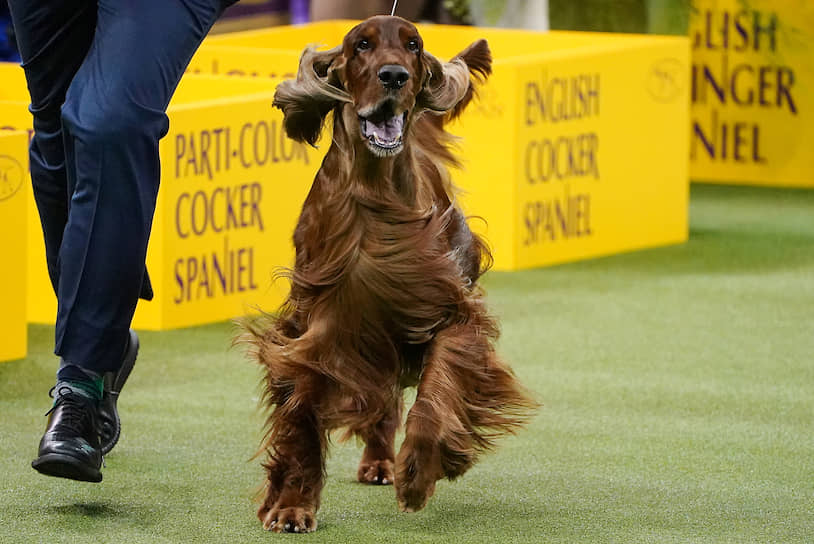 На выставке собак Westminster Kennel Club 2020 в США