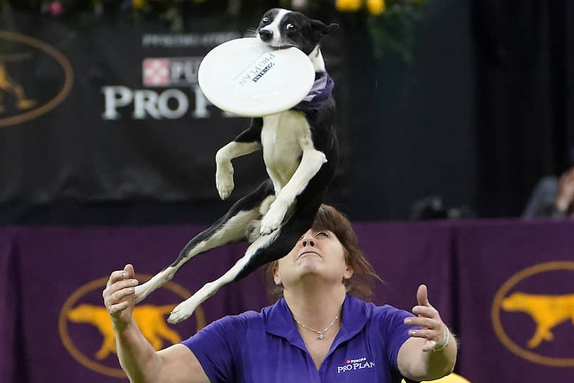 На выставке собак Westminster Kennel Club 2020 в США