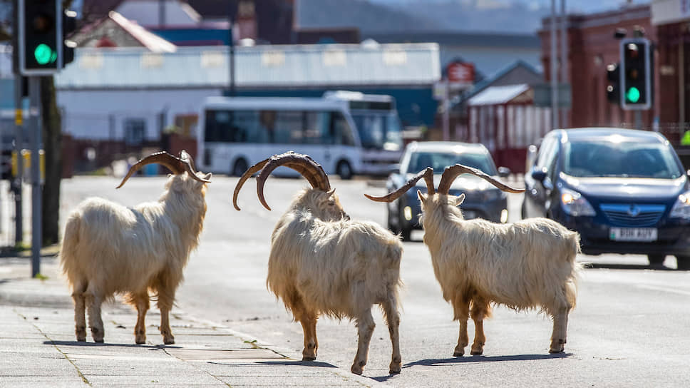 Дикие козы на улицах Лландидно (Великобритания)