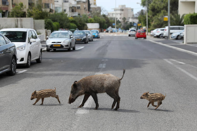 Кабаниха с детёнышами переходит дорогу в Хайфе (Израиль)