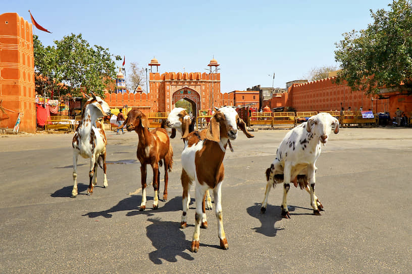 Стадо коз неподалеку от базара Чандпол  в Джайпуре (Индия)