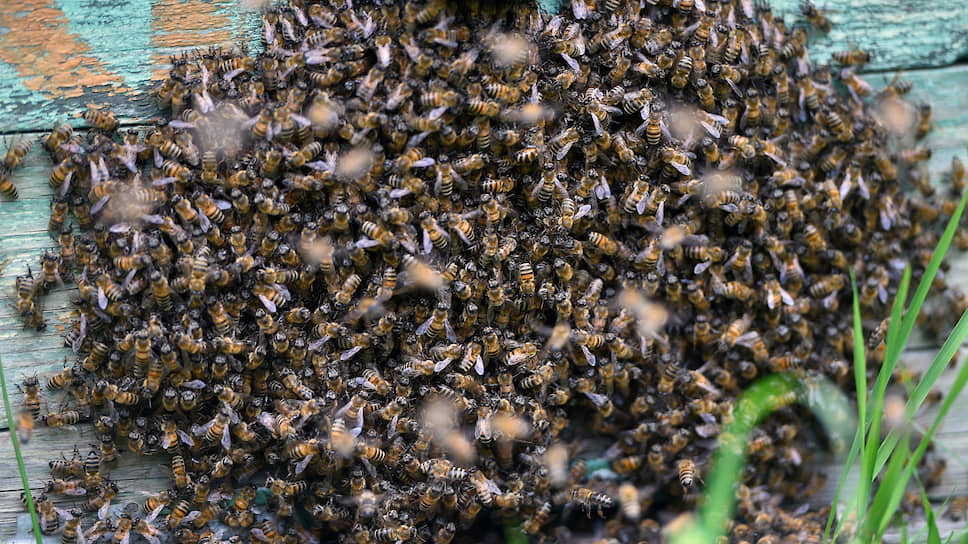 Пчелы гибнут. Пчелы Ульяновской области. Вымирание пчел. Смерть пчелы.