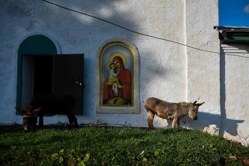 Ослик в Коми — настоящая экзотика  