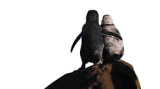 Два малых пингвина, вид <I>Eudyptula minor</I>