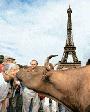Корова в Париже