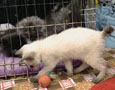 Котенок