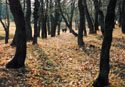 Лес