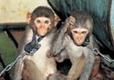 Обезьяны