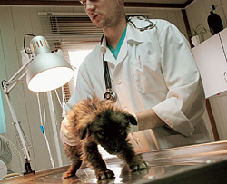 Теперь префектуры должны отловить собаку, стерилизовать, привить, передержать в стационаре, после чего снять швы, осмотреть и вернуть на место обитания