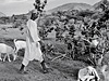 Гаэл Турин. Страна Эритрея, западная провинция Гаш-Барка