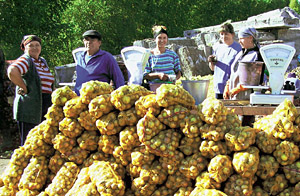 Сельская продукция Кузбасса растет рекордными темпами