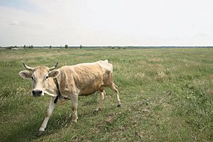 Сейчас во всей деревне меньше коров, чем было на ферме у Нагиева