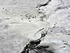 С вертолета хорошо видны места залежки тюленей, где каждую весну происходит рождение детенышей 