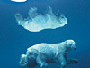 Поль Никлен. Арктическая ледяная грань. 2003