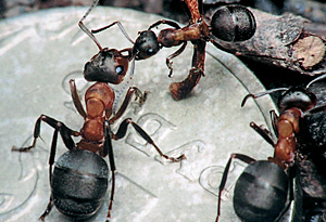 У нас с муравьями многие ценности общие