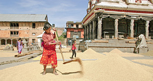 Главная надежда на мир в Непале связана не с тем, как удастся поделить власть, а с общинным устройством общества. Например, во время сбора урожая зерно всем миром сушат на площадях перед храмами