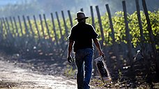 Европейские виноградники оказались под угрозой исчезновения