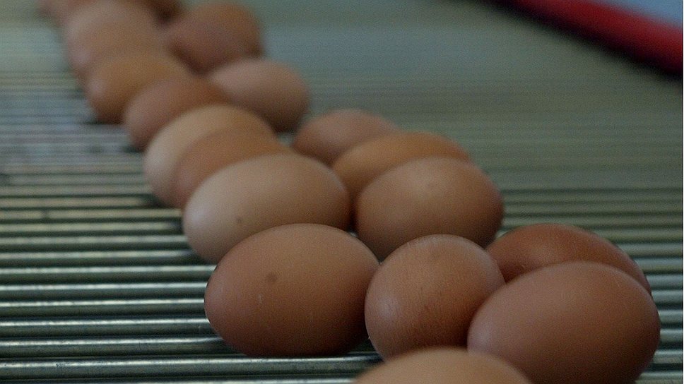 Почему куриные яйца заинтересовали «Народный фронт»