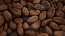 Какао-бобы пошли в рост