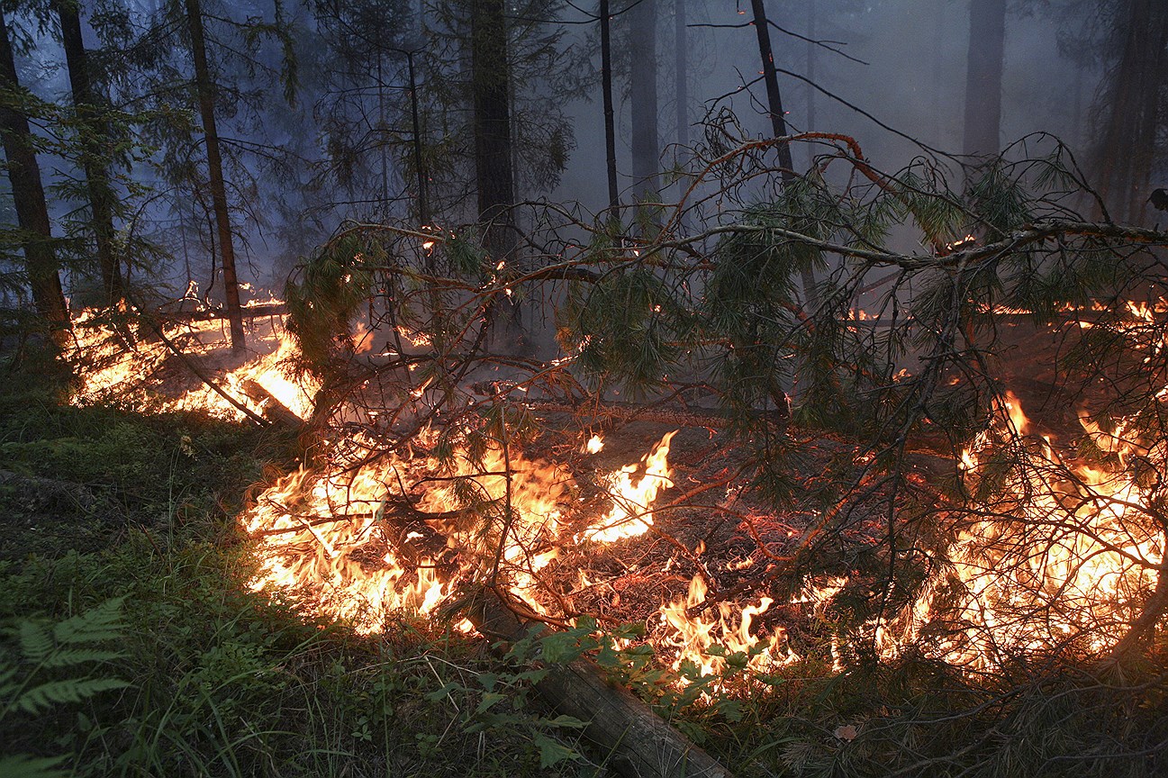 Областные власти считают действия охотников причиной лесных пожаров
