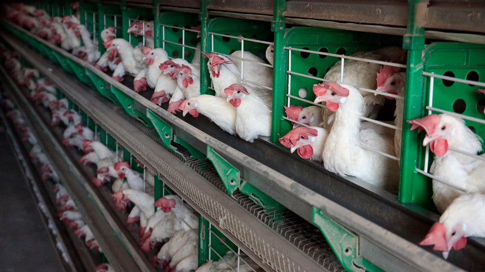 Одна из целей инвестпроекта — увеличить объемы выпуска мяса птицы