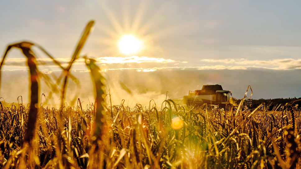 В этом году урожай зерновых в Челябинской области вдвое превысит прошлогодний