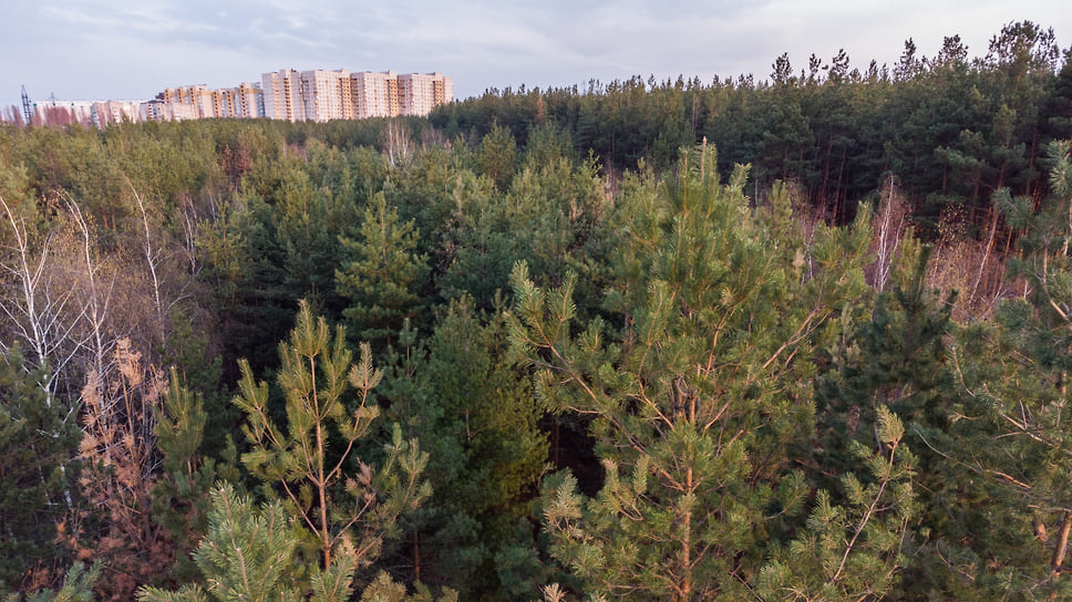 Некоторые челябинцы опасаются, что новый ЖК негативно повлияет на городской бор