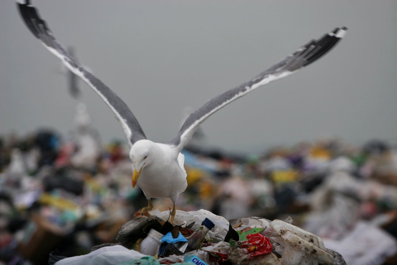 УФАС посчитало, что КТС и КТС+ злоупотребляли доминирующим положением на рынке захоронения отходов в Копейске