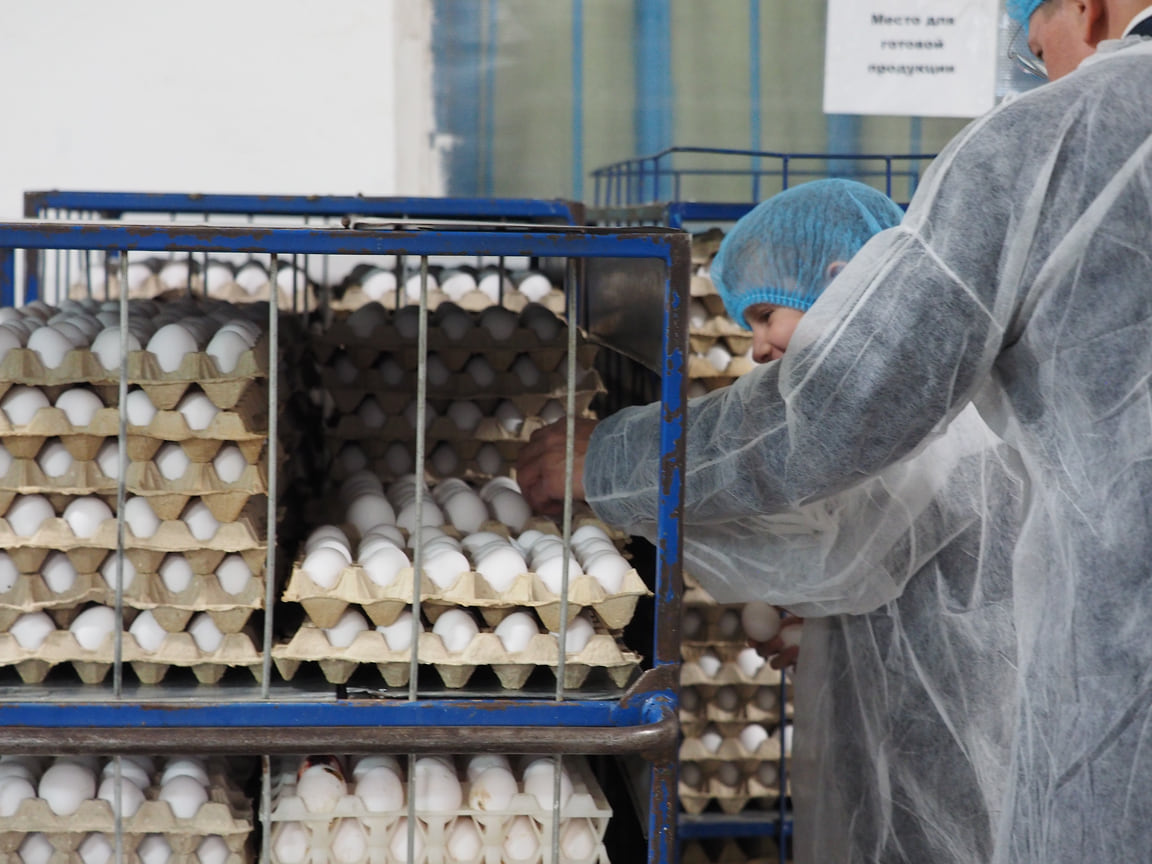 «Птицефабрика Челябинская» входит в число крупнейших производителей куриного яйца в России