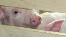 «Родниковский свинокомплекс» возобновил производство после модернизации