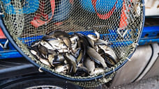 ММК продолжает зарыбление Магнитогорского водохранилища