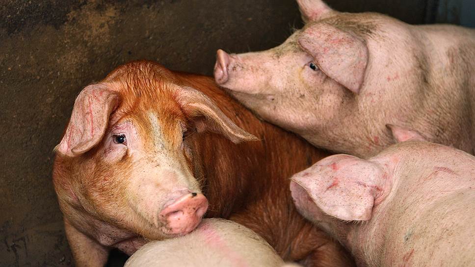 Уральские компании хотят обеспечить Россию свиньями с высоким генетическим потенциалом