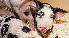 Уралу отложили свинью