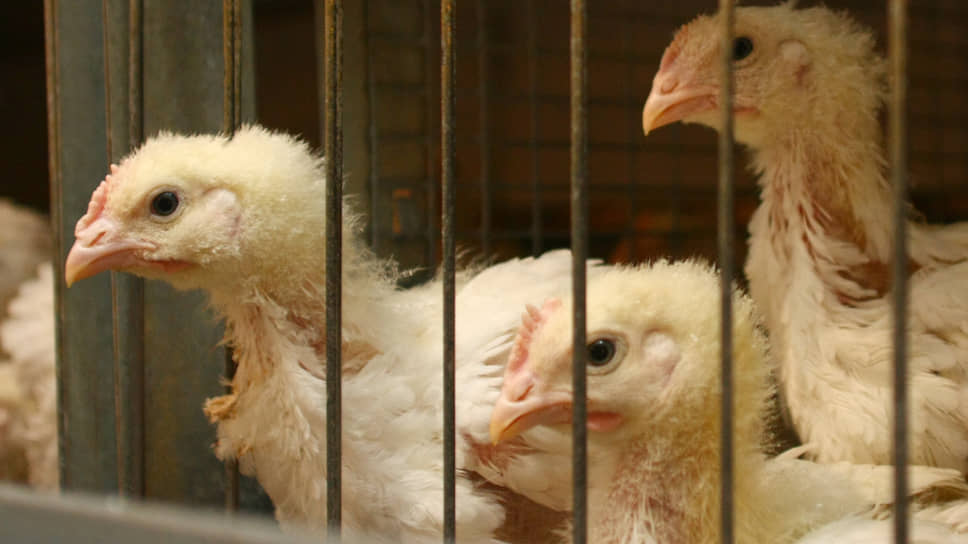 Судебные приставы готовы дать возможность вывезти птицу из закрывающейся Среднеуральской птицефабрики