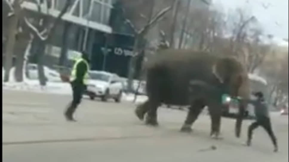 Слон гуляет в центре Екатеринбурга
