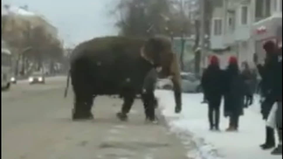 Слон гуляет в центре Екатеринбурга
