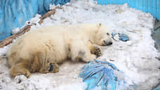 В зоопарке Екатеринбурга проводят две прокурорские проверки после смерти белого медведя