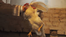У тюменцев изымут домашнюю птицу из-за угрозы птичьего гриппа