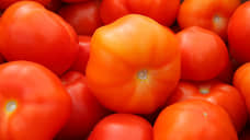 На складе Екатеринбурга обнаружили 18 тонн зараженных томатов из Казахстана