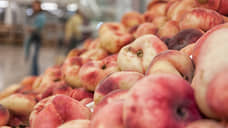 В Екатеринбург из Узбекистана привезли 6 тонн зараженных нектаринов и персиков